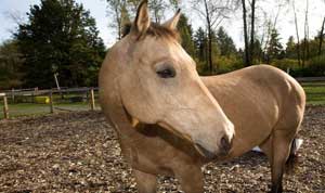 Horses Healing Human Hearts at Mystic Waters Ranch, Langely, BC